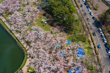 Goryokaku park in springtime cherry blossom season ( April, May ), aerial view star shaped fort in sunny day. visitors enjoy the beautiful full bloom sakura flowers in Hakodate city, Hokkaido, Japan