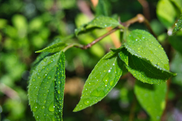 green plant with watere