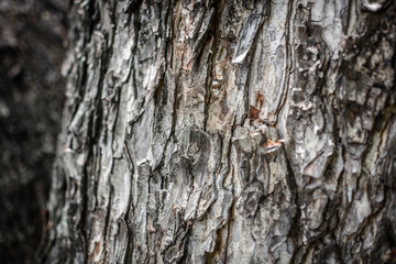 Close up texture of tree bark