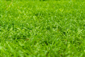 Close up of green grass