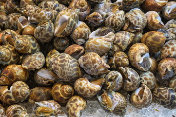 Sweet shellfish ( Spotted babylon ) at seafood market.