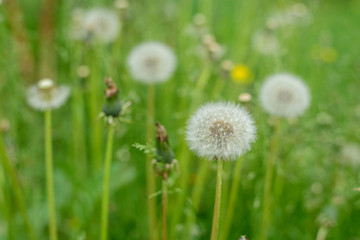 Dandelions on a bright green background in the grass.