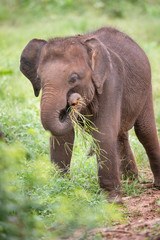 Fototapeta na wymiar Baby Sri-Lanka-Elefant spielt mit Grassbüschel im Rüssel
