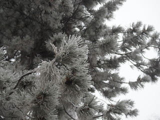 pine branch with long needles and a cone in the frost.