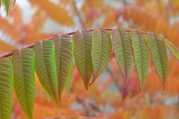 liście jesienne , kolory jesieni , kolorowe liście , liść jesienią © Szymon
