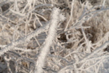 frozen ice branch macro. Frozen tree branch covered with hoarfrost and snow crystals. Extremely cold winter weather concept. Macro view, shallow depth of field.