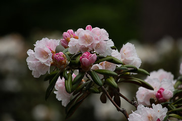white and pink petals of rhododendrons in full bloom