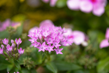 pink flowers in the garden