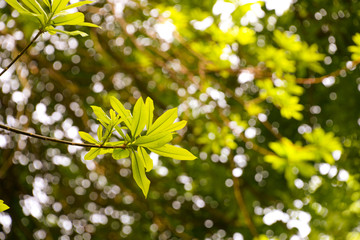 light green leaves on tree