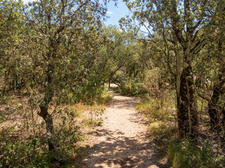 Path in the middle of the shrubs in the Provence countryside, during a hot sunny day