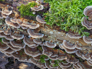 Crust fungi on rotting wood