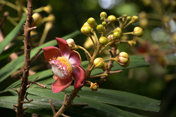 blooming pink cannonball flower on the tree 