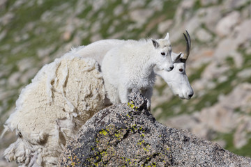 Wild Mountain Goats of the Colorado Rocky Mountains