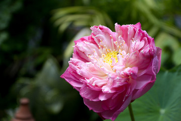 closeup blooming pink lotus in the garden