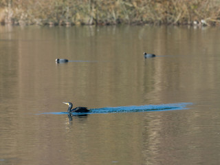 Cormorant swiming in a lake