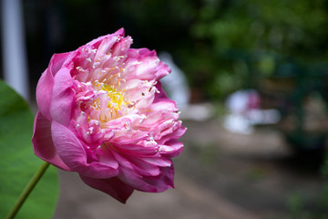 blooming pink lotus in the garden