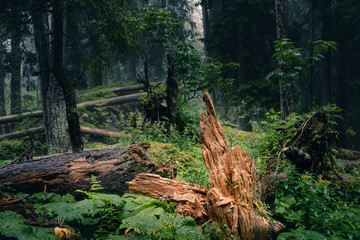 Rotten tree in a primeval alpine forest with deadwood - obrazy, fototapety, plakaty
