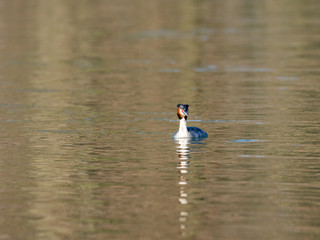 Great Crested Grebe swimming on lake