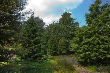 Fototapeta na wymiar View of trees in public park