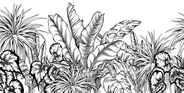 Seamless border with different tropical plants. Black and white illustration. Hand drawn vector.