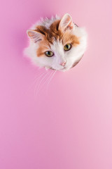 Fototapeta na wymiar Cat muzzle peeps out through a hole in paper pink background.