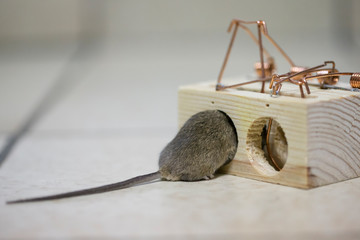 Gray mouse caught in the trap.