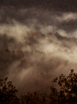 Misty forrest 