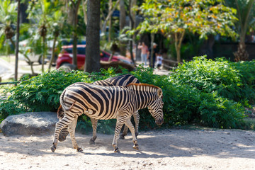 Fototapeta na wymiar Zebras walking on sand in the zoo