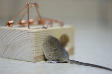 Mouse caught in the trap.