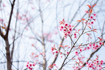 beautiful pink cherry blossom on tree
