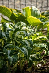 large bright green leaves in a summer garden