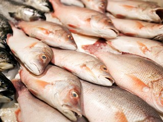 Close-up of freshly caught fishes in market