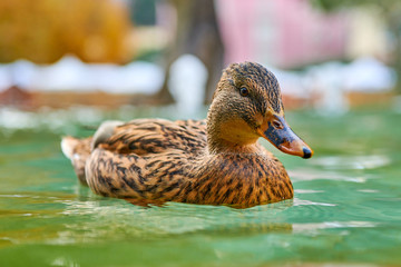 Close Up shot of a Duck stand on water with bokeh background