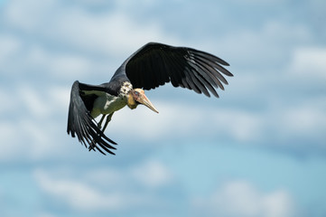 Sunda-Marabu im Flug mit breiten Schwingen