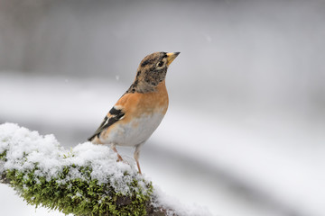 The Brambling under snowflakes (Fringilla montifringilla)