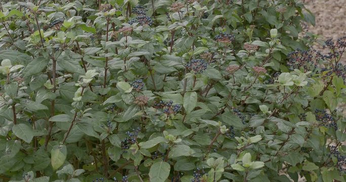 (Viburnum tinus) Lorbeerbl&auml;ttriger Schneeball oder mittelmeer-schneeball mit ganzrandigen Laubbl&auml;tter und ihrer metallisch gl&auml;nzenden Fr&uuml;chte 