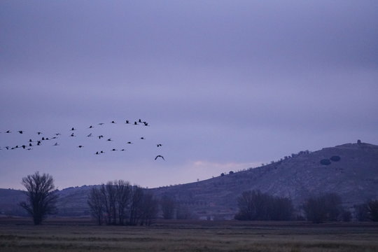 common crane gallocanta teruel aragon spain