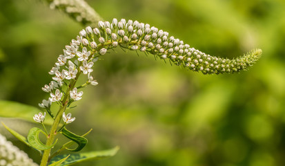 cluster of white gooseneck loosestrife (lysimachia clethroides) blossoms