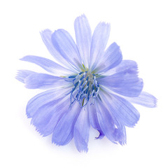 Fototapeta premium Cichorium intybus - common chicory flowers isolated on the white background