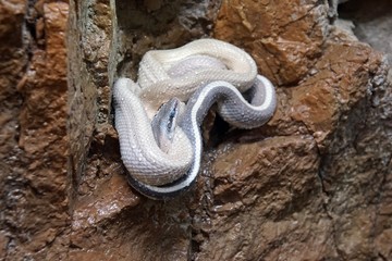 Höhlenschönnatter, Orthriophis taeniura ridley