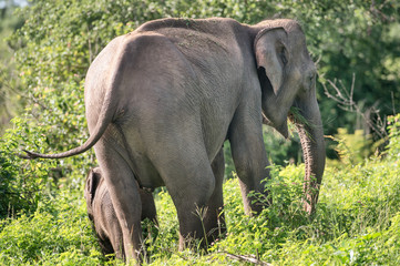 Fototapeta premium Sri-Lanka-Elefant mit Kalb beim Äsen im Busch