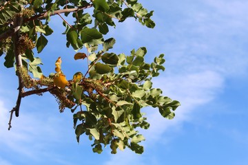 Native to the Mediterranean region, this introduced plant, Carob Tree, Ceratonia Siliqua, is planted as an ornamental in Palm Springs.