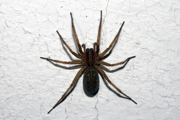 Spider wolf creeps on the wall