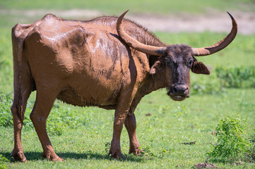 Wilder Wasserbüffel mit grossen Hörnern im Yala National Park