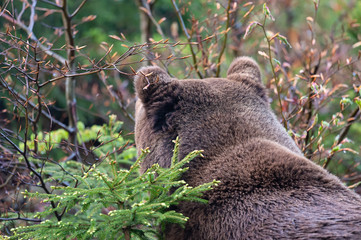 Braunbär horcht mit gespitzten Ohren in den Ferne