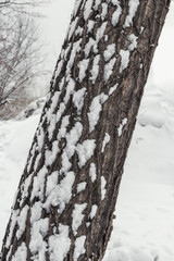 Fototapeta premium A dark tree trunk covered in snow on a winter cloudy day. Texture with bark and snow.