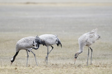 common crane gallocanta teruel aragon spain