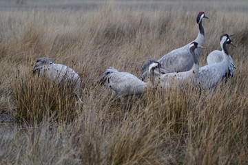 common crane gallocanta teruel aragon spain