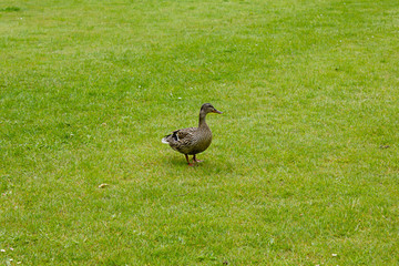 duck sitting in spring green growing grass