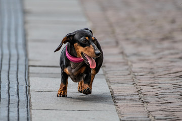 Close up of a cute dog on the street